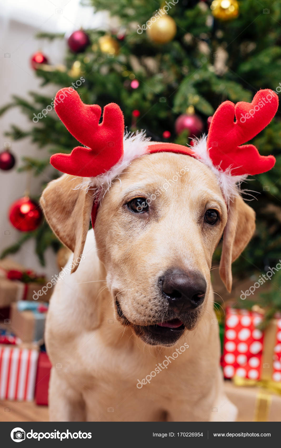 Labrador mit weihnachtlichem Rentiergeweih — Stockfoto © VitalikRadko