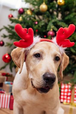 Labrador Noel Ren geyiği geyik boynuzu ile