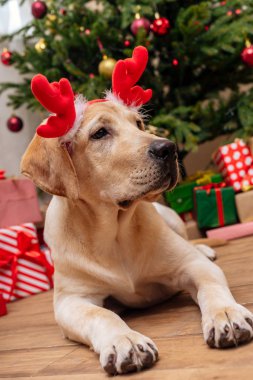 Labrador Noel Ren geyiği geyik boynuzu ile