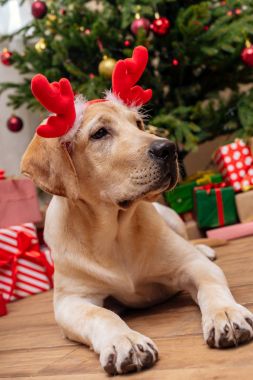 labrador with christmas reindeer antlers clipart