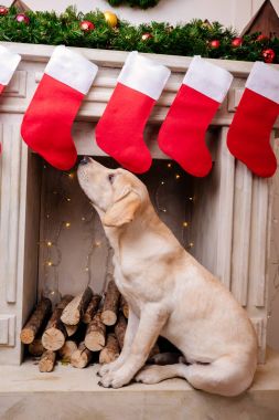 Labrador adlı şömine Noel çorap ile
