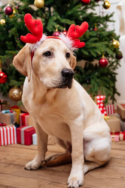 Labrador con cuernos de renos navideños —  Fotos de Stock