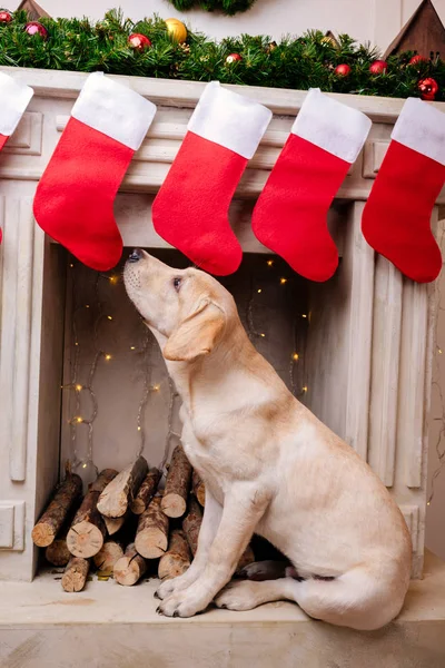 Лабрадор у камина с рождественскими носками — стоковое фото