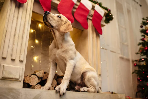 Cão na lareira com meias de Natal — Fotografia de Stock