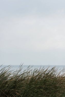 grassweed üzerinde ön plan ile sakin deniz