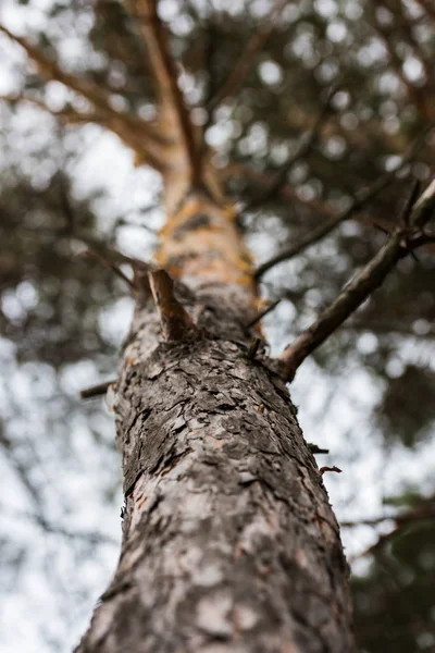 Albero di pino — Foto Stock