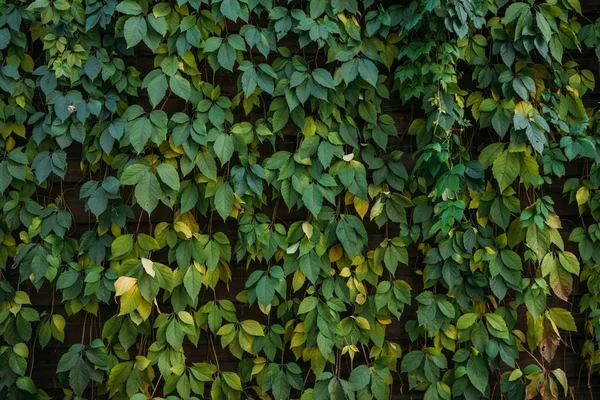 Hojas verdes fondo — Foto de Stock