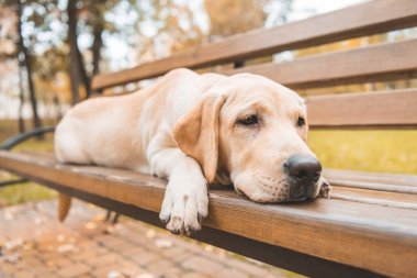 köpek parkta bankta yalan