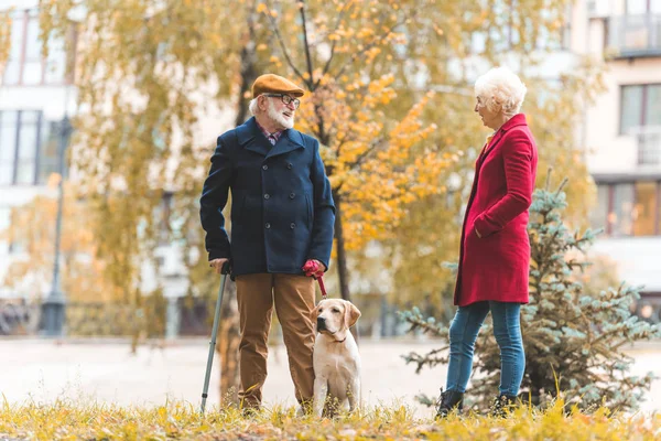 Senior couple walking with dog — Stock Photo, Image