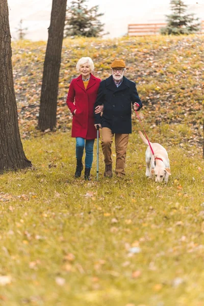 Senior couple walking with dog in park — Stock Photo, Image