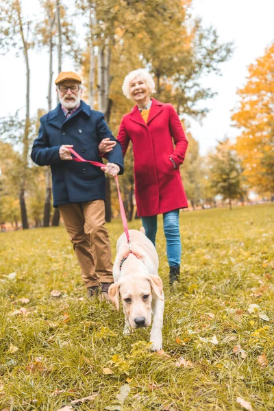 Пожилая пара с собакой лабрадором — стоковое фото