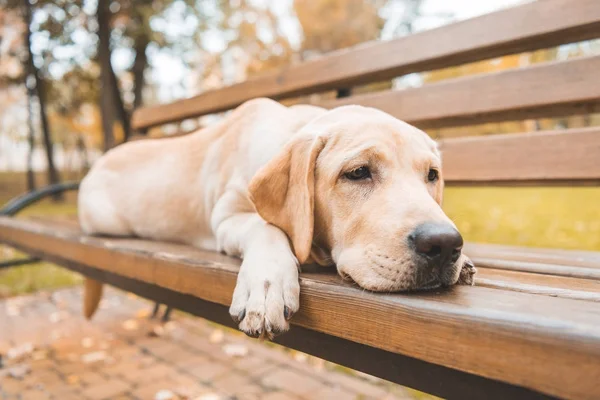 Cão deitado no banco no parque — Fotografia de Stock