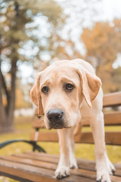 Лабрадорская собака на скамейке — стоковое фото