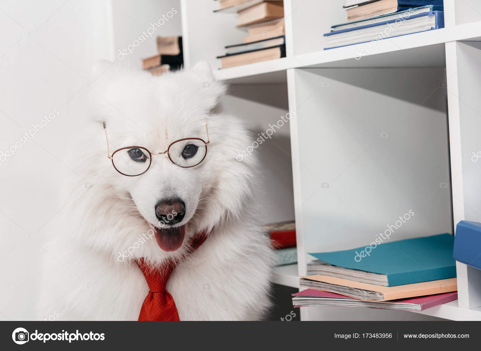 samoyed glasses
