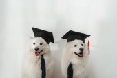 dogs in graduation hats