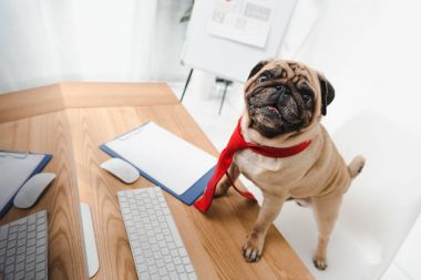 business dog clipart