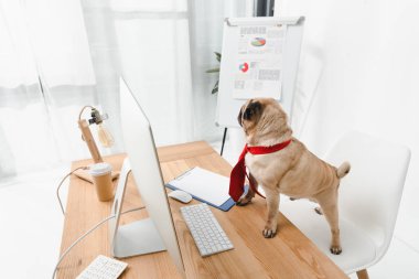 Masaüstü bilgisayar ile iş köpek 