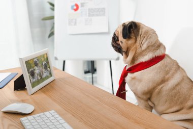 fotoğraf çerçevesi arayan iş köpeği