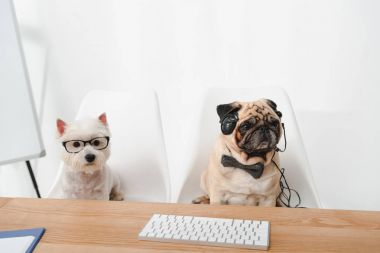 business dogs at workplace clipart