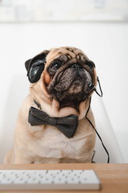 kulaklık ve papyon pug