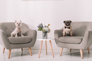 Köpekler koltuklar üzerinde