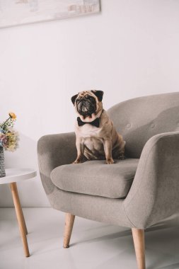 papyon içinde pug