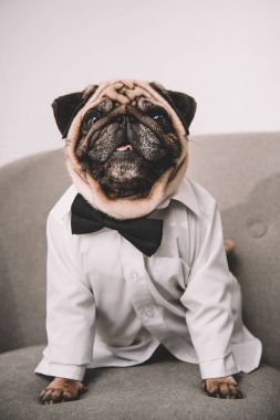 şık pug