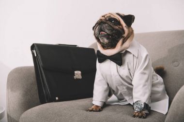 iş köpeği