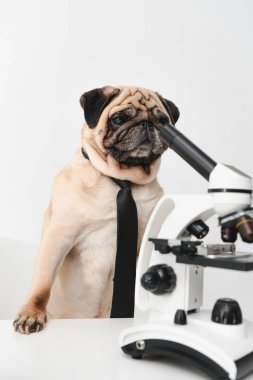 mikroskopla pug