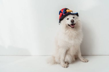 köpek komik şapkalı