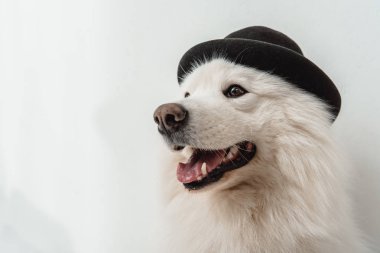 dog in black hat clipart
