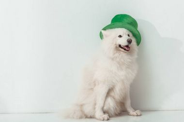 dog in green hat clipart
