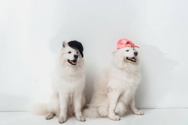 samoyed dogs in caps clipart