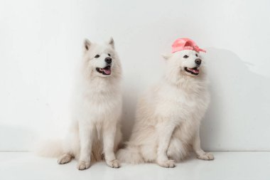 Samoyed köpek
