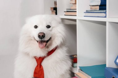 İşyerinde kravat Samoyed köpek
