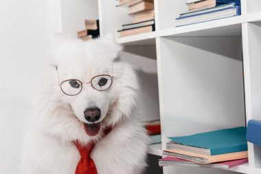 İşyerinde kravat Samoyed köpek