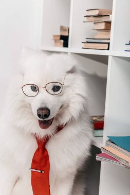İşyerinde kravat Samoyed köpek