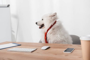 İşyerinde kravat Samoyed köpek