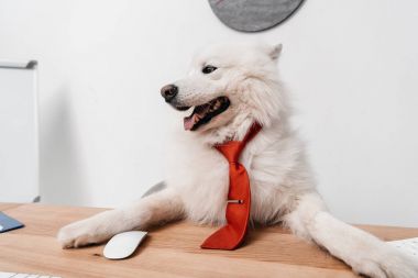 samoyed dog in necktie at workplace clipart