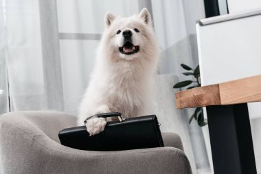 evrak çantası ile iş köpek 