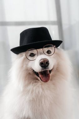 köpek şapka ve gözlük