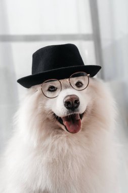dog in hat and eyeglasses clipart