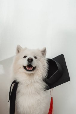 köpek mezuniyet şapkalı