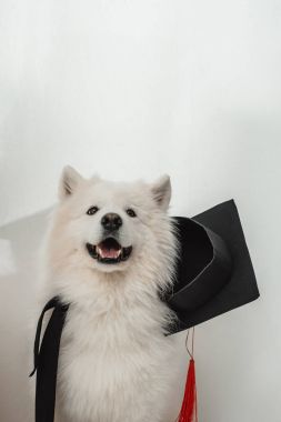 dog in graduation hat clipart