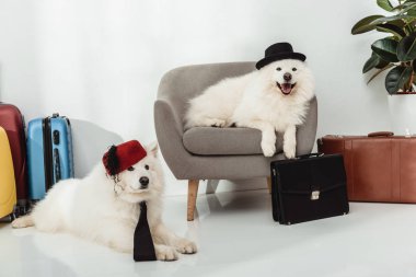 bavul köpeklerle Samoyed 