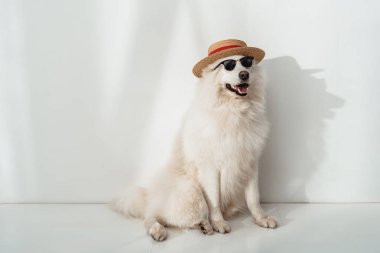 köpek şapka ve güneş gözlüğü