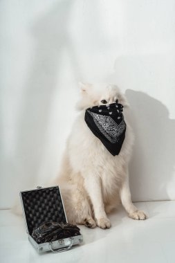 köpek hırsızı