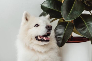 samoyed dog