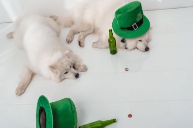 Köpekler yeşil şapka ve bira şişeleri ile