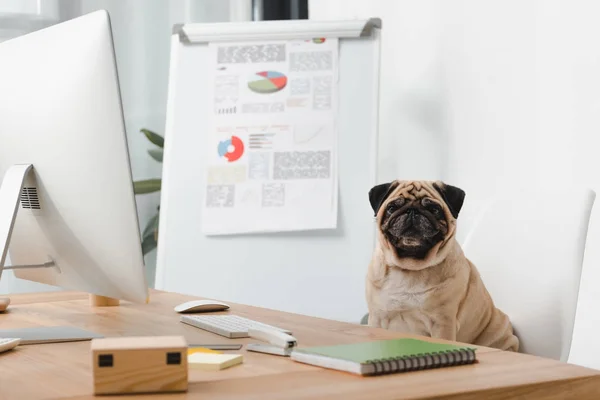 Business dog at workplace — Stock Photo, Image